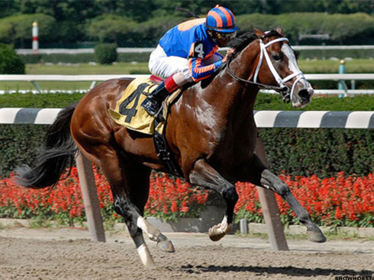 Acheter des chevaux de course : la checklist des questions à se poser