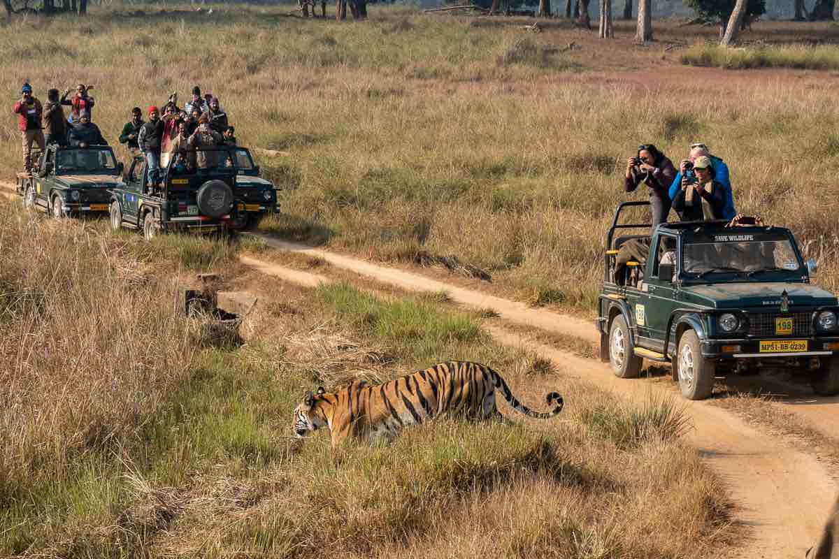 Discover the Best Tiger Safari in India with Guided Wildlife Safari in India from Tiger Safari India